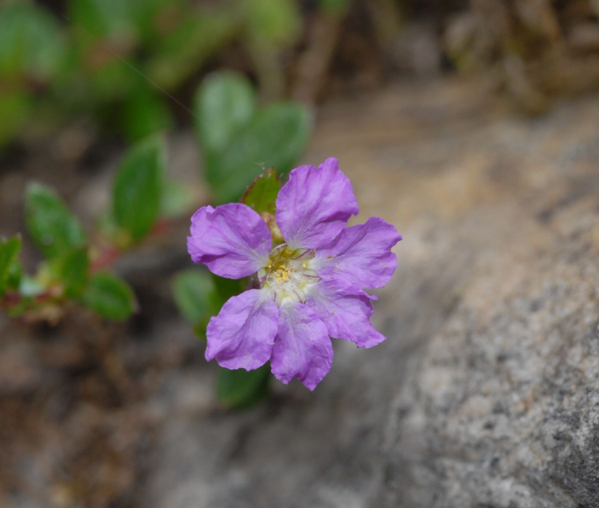 Lythraceae Cuphea racemosa