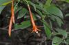image of Fuchsia venusta