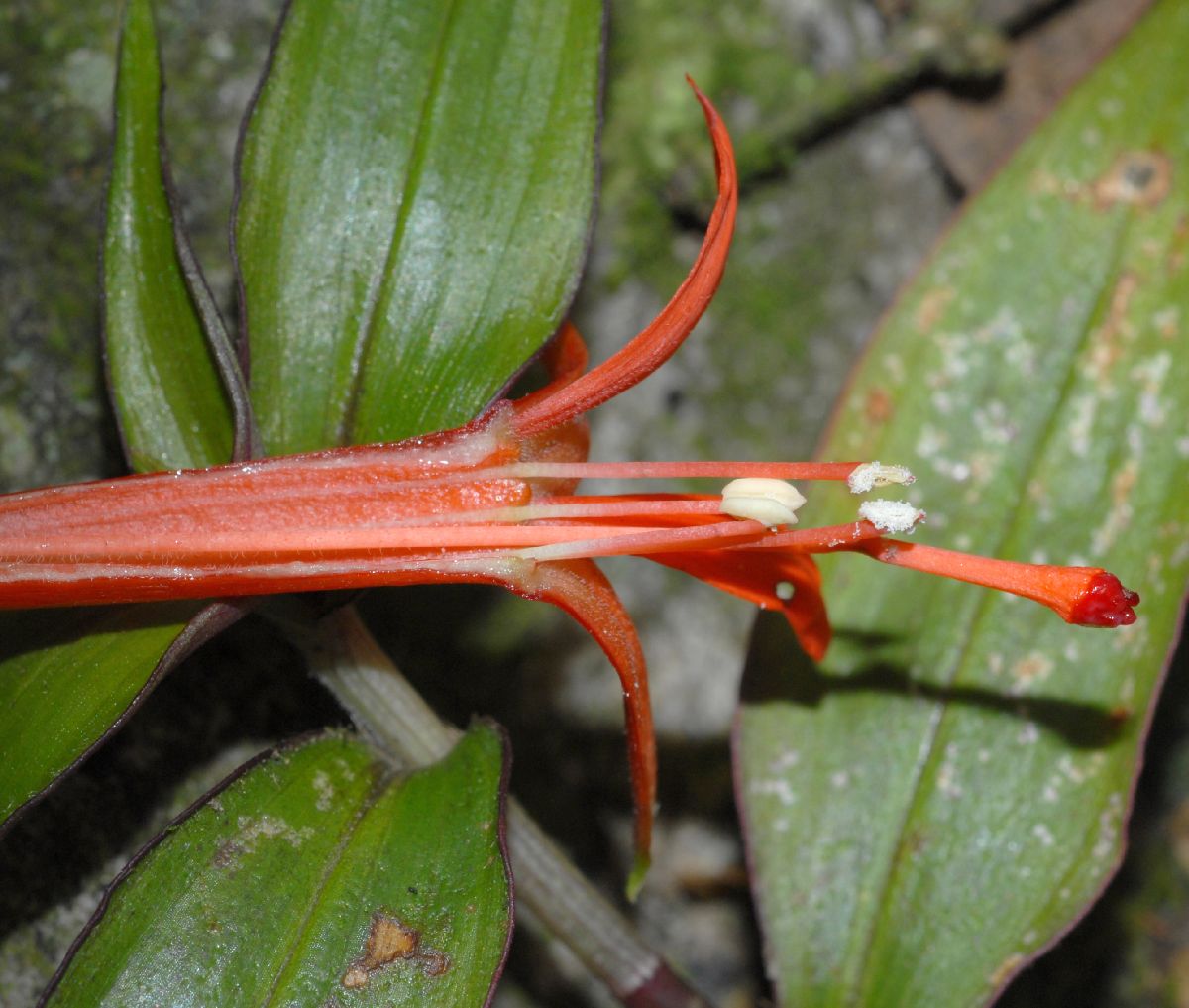 Onagraceae Fuchsia venusta