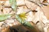 image of Erythronium americanum