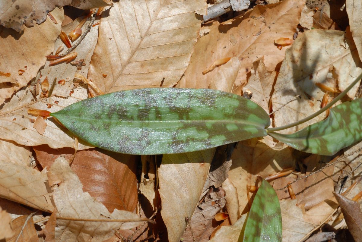 Liliaceae Erythronium americanum