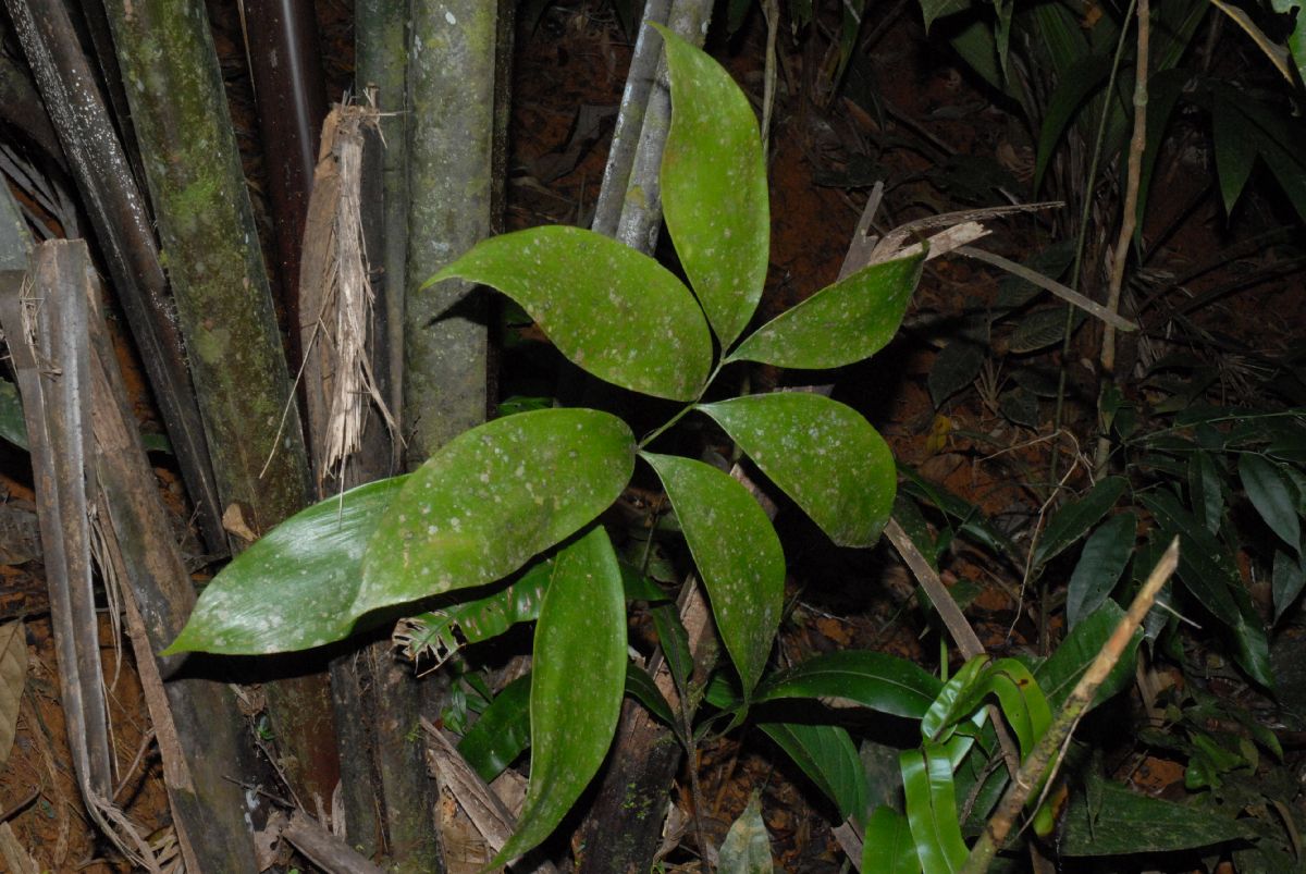 Zamiaceae Zamia cunaria