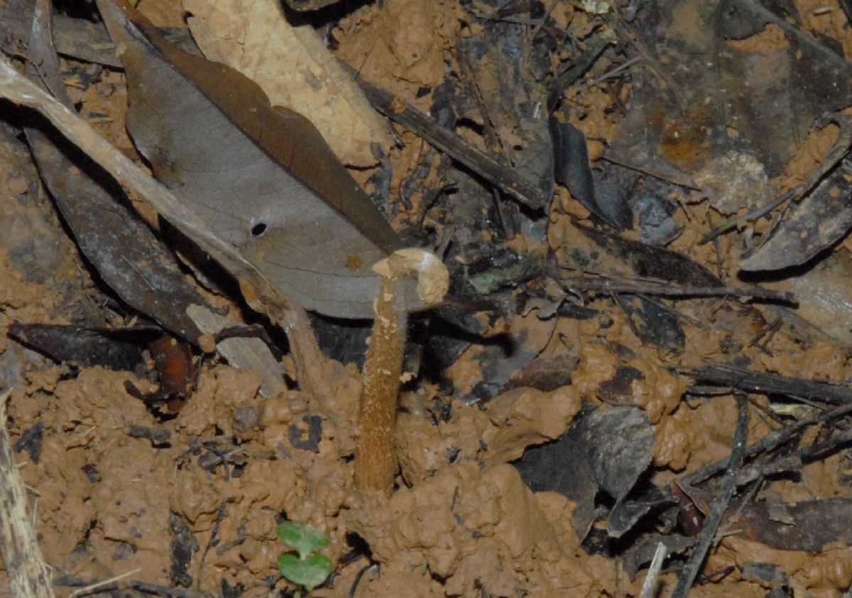 Zamiaceae Zamia cunaria