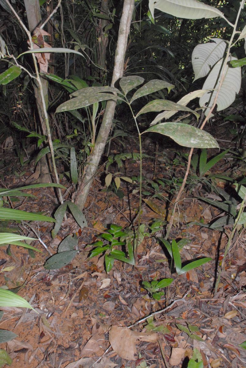 Zamiaceae Zamia cunaria