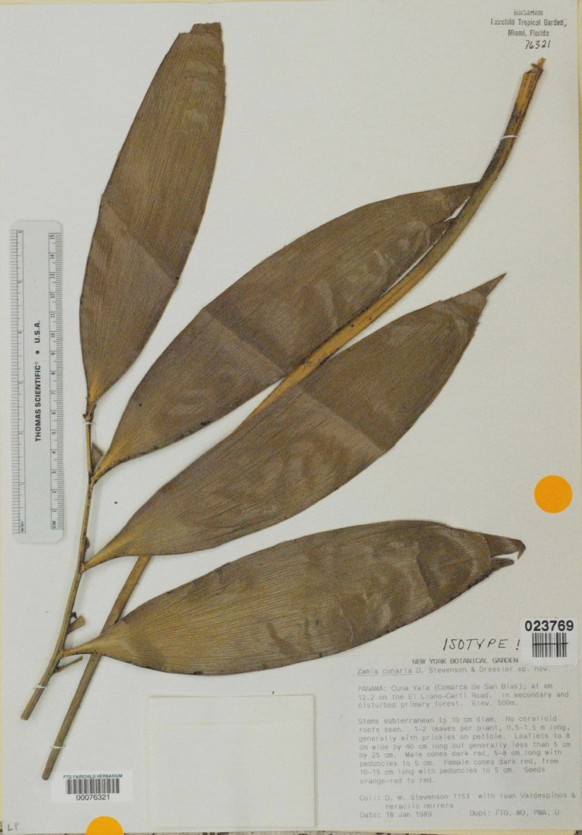 Zamiaceae Zamia cunaria