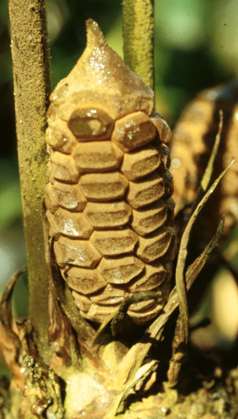 Zamiaceae Zamia cunaria