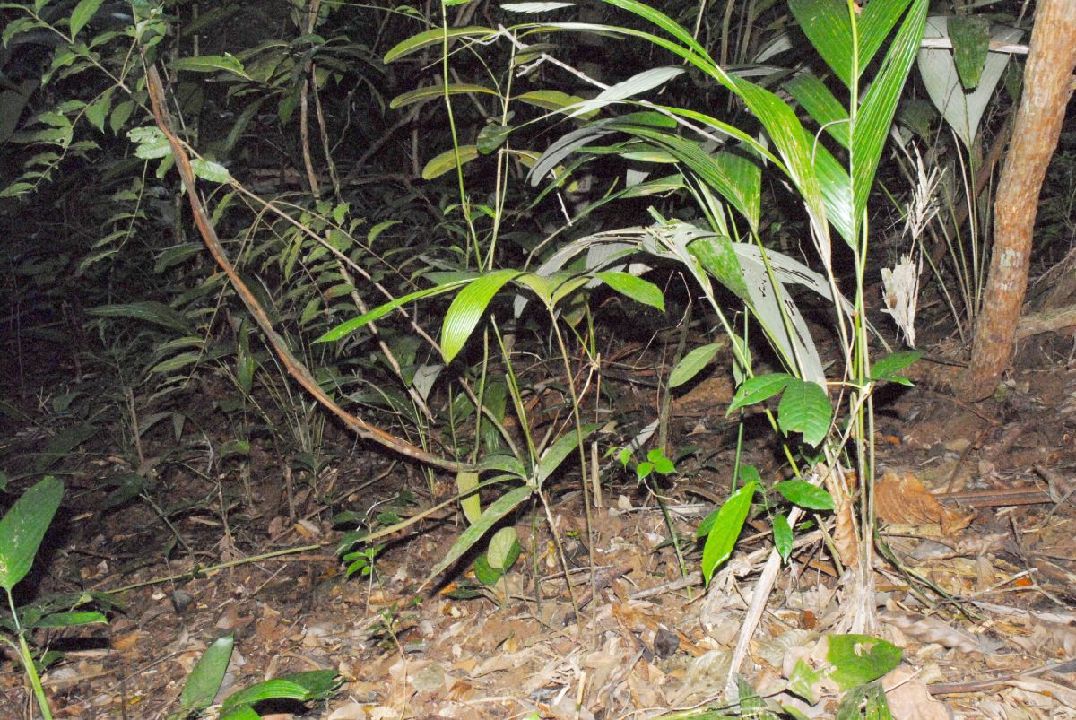 Zamiaceae Zamia dressleri