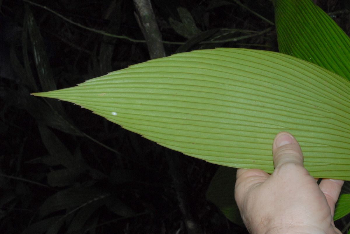 Zamiaceae Zamia dressleri