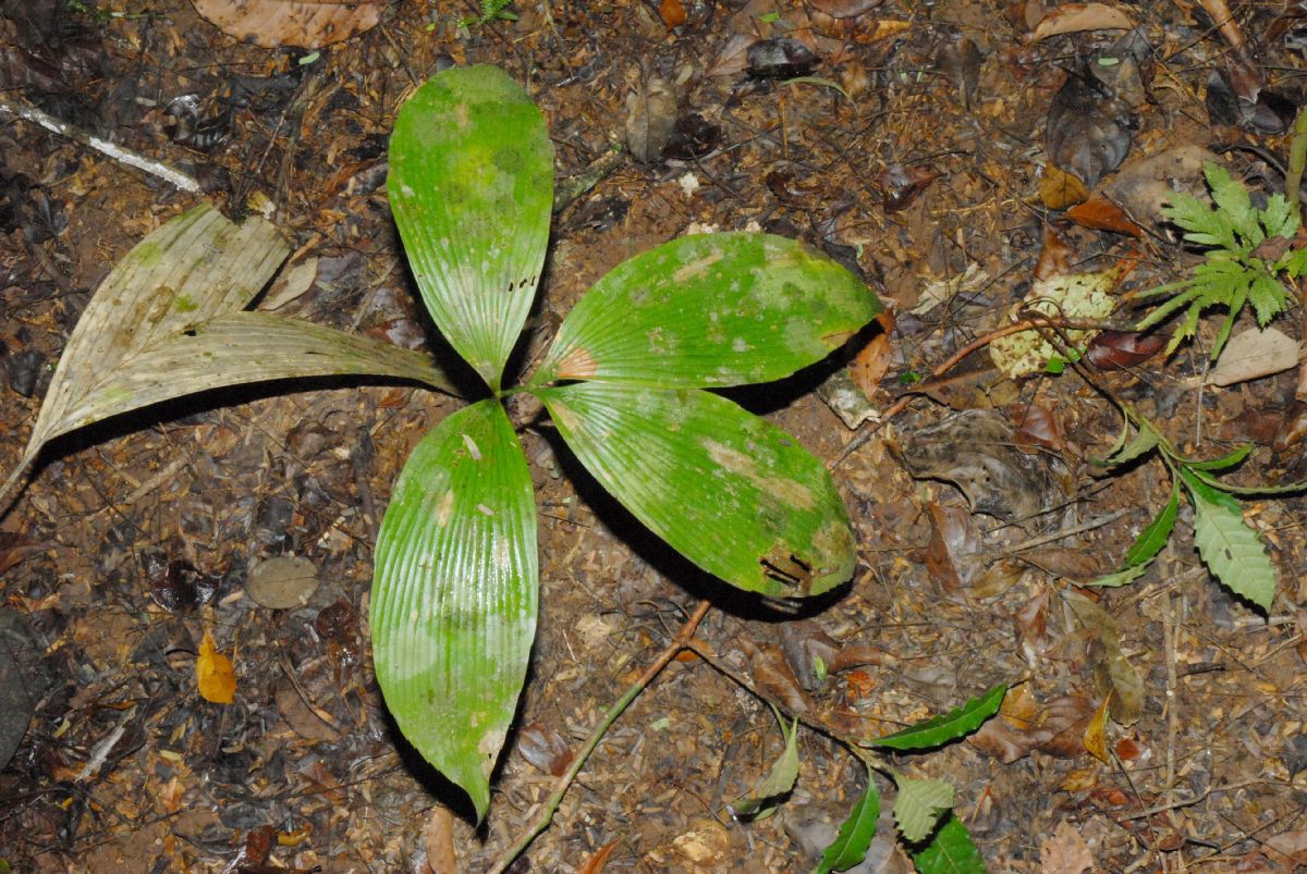 Zamiaceae Zamia dressleri