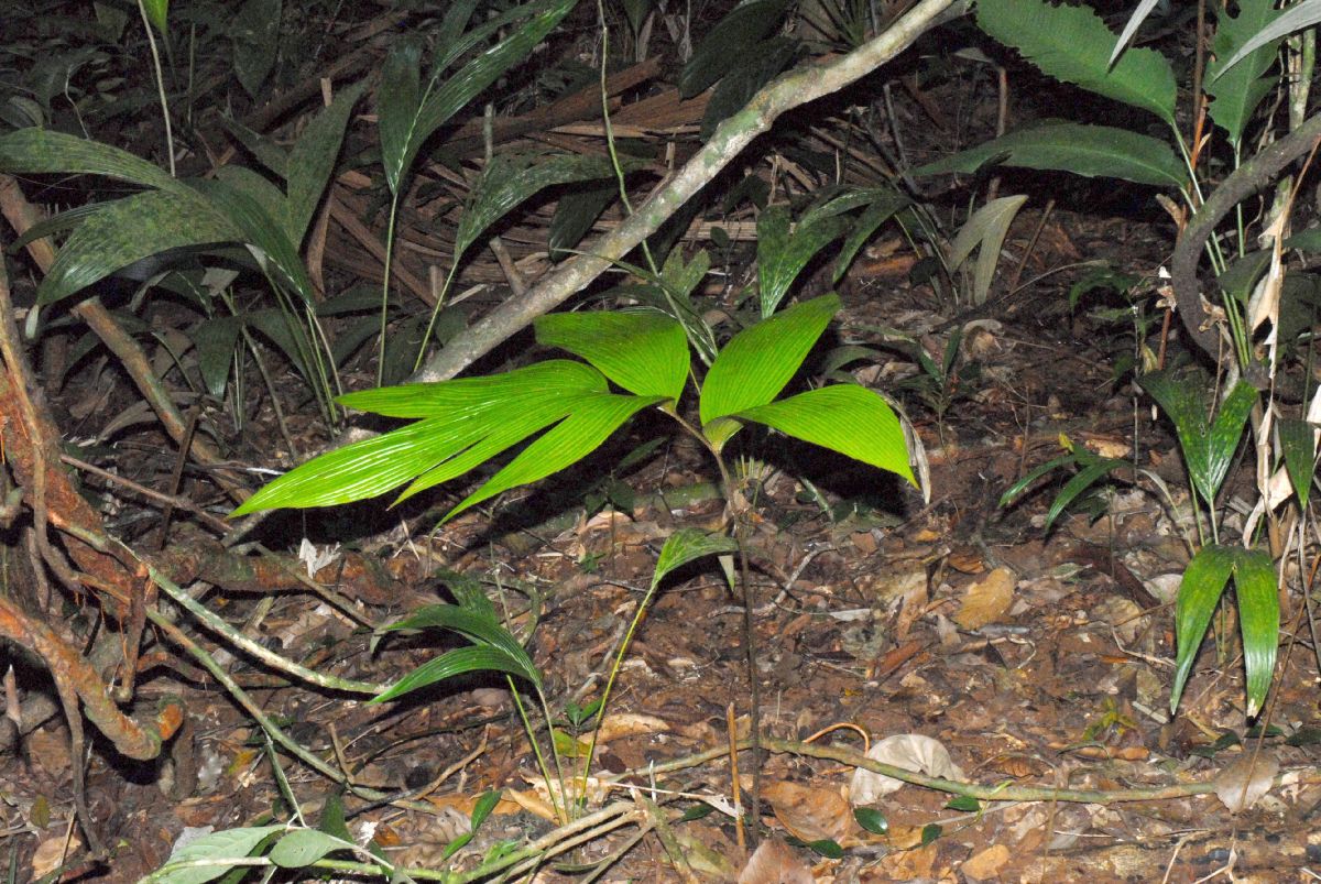 Zamiaceae Zamia dressleri