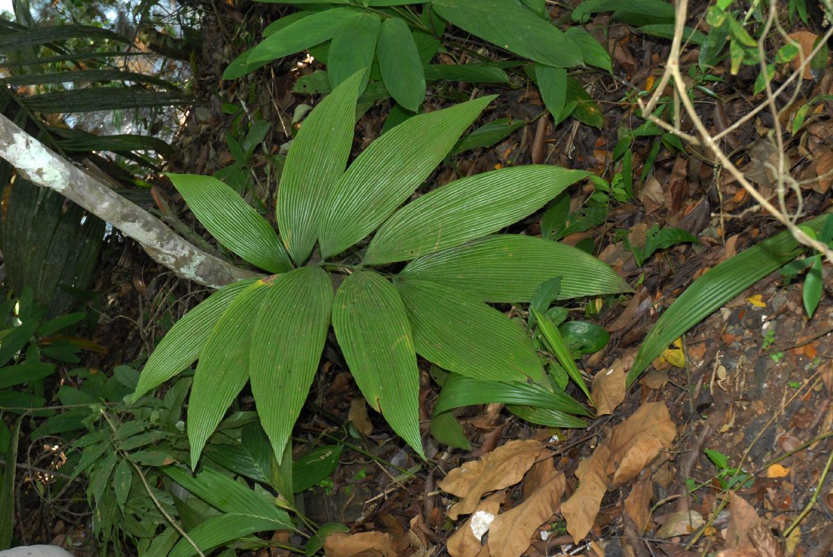 Zamiaceae Zamia dressleri