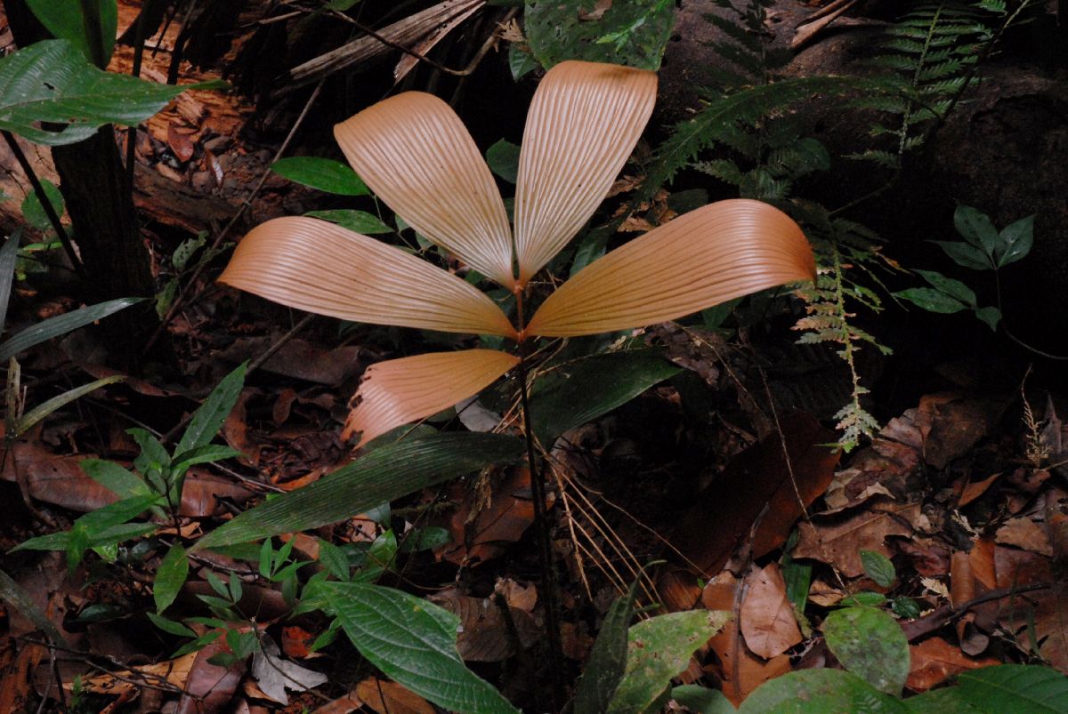 Zamiaceae Zamia dressleri