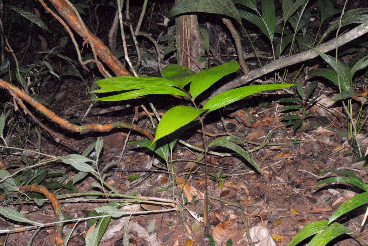 Zamiaceae Zamia dressleri