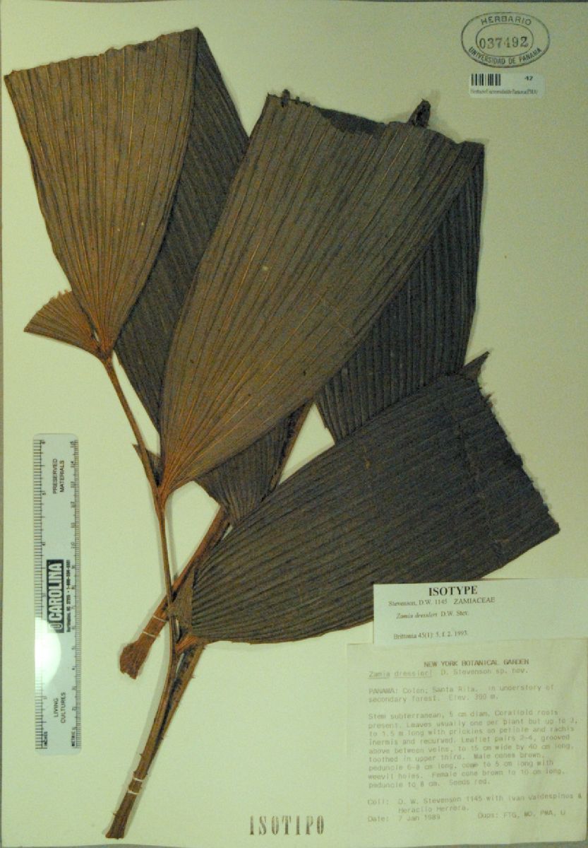 Zamiaceae Zamia dressleri