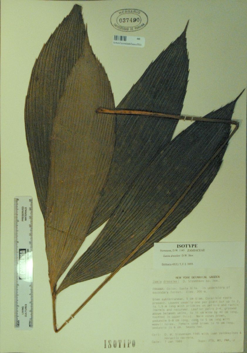 Zamiaceae Zamia dressleri