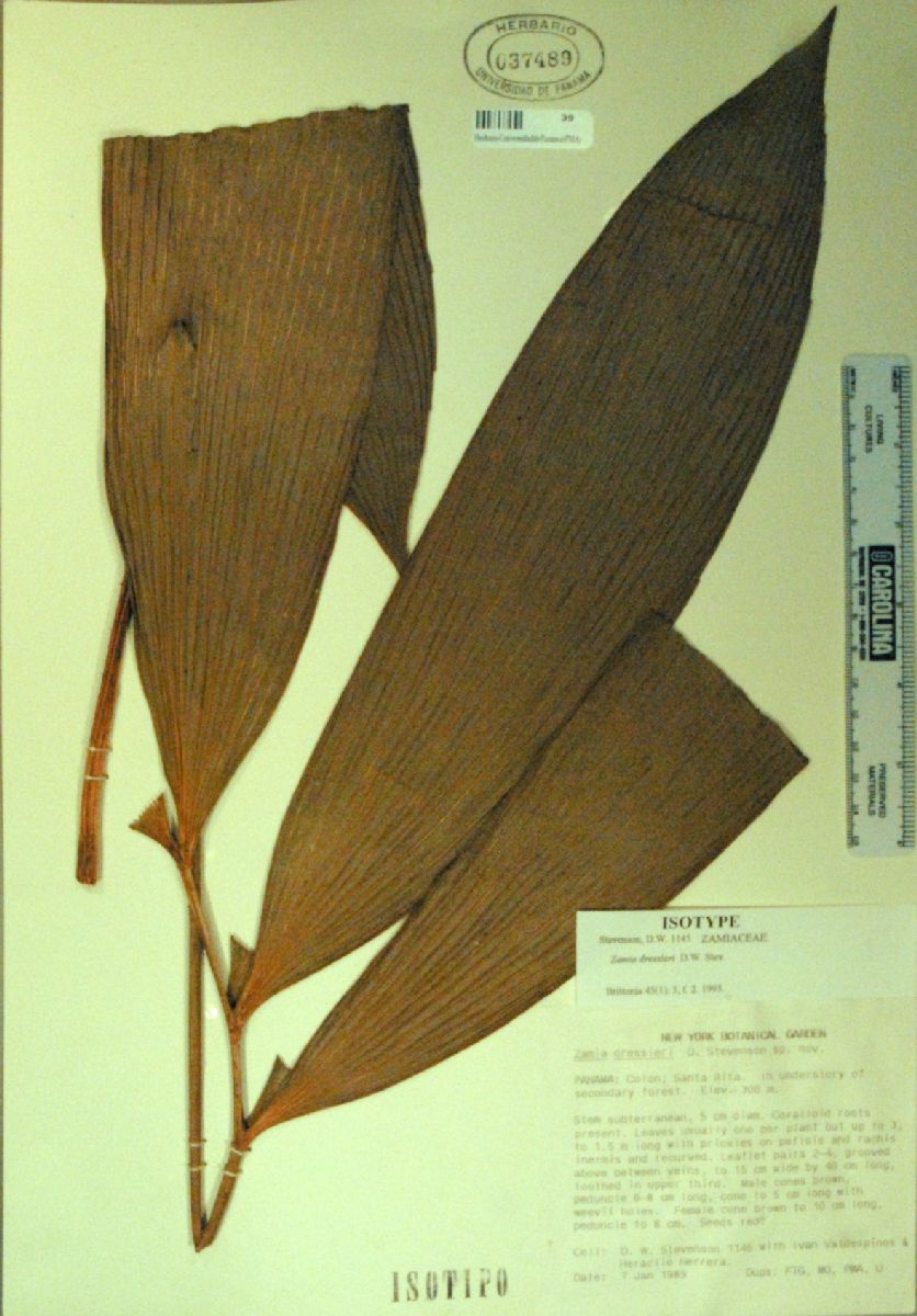 Zamiaceae Zamia dressleri