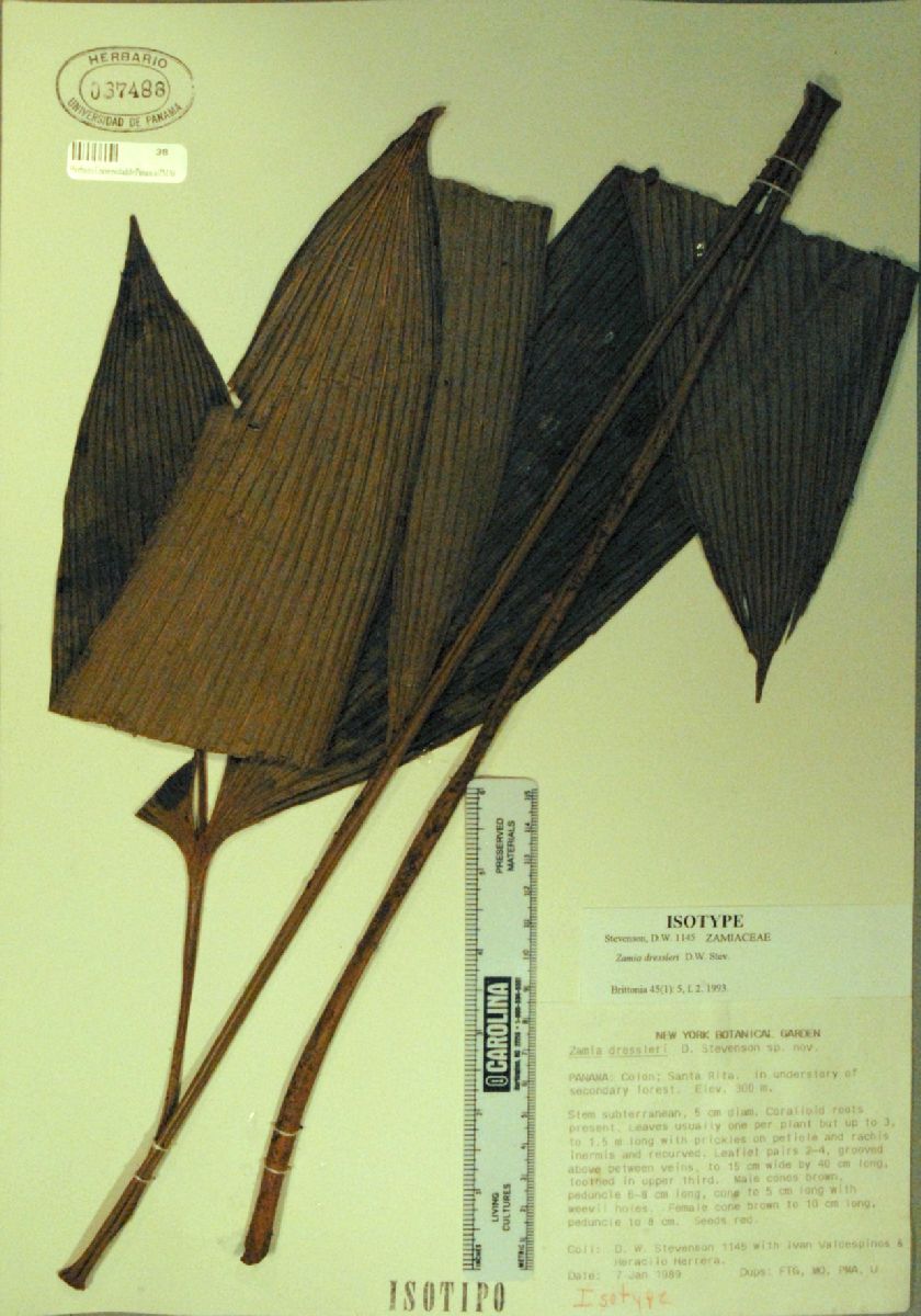 Zamiaceae Zamia dressleri