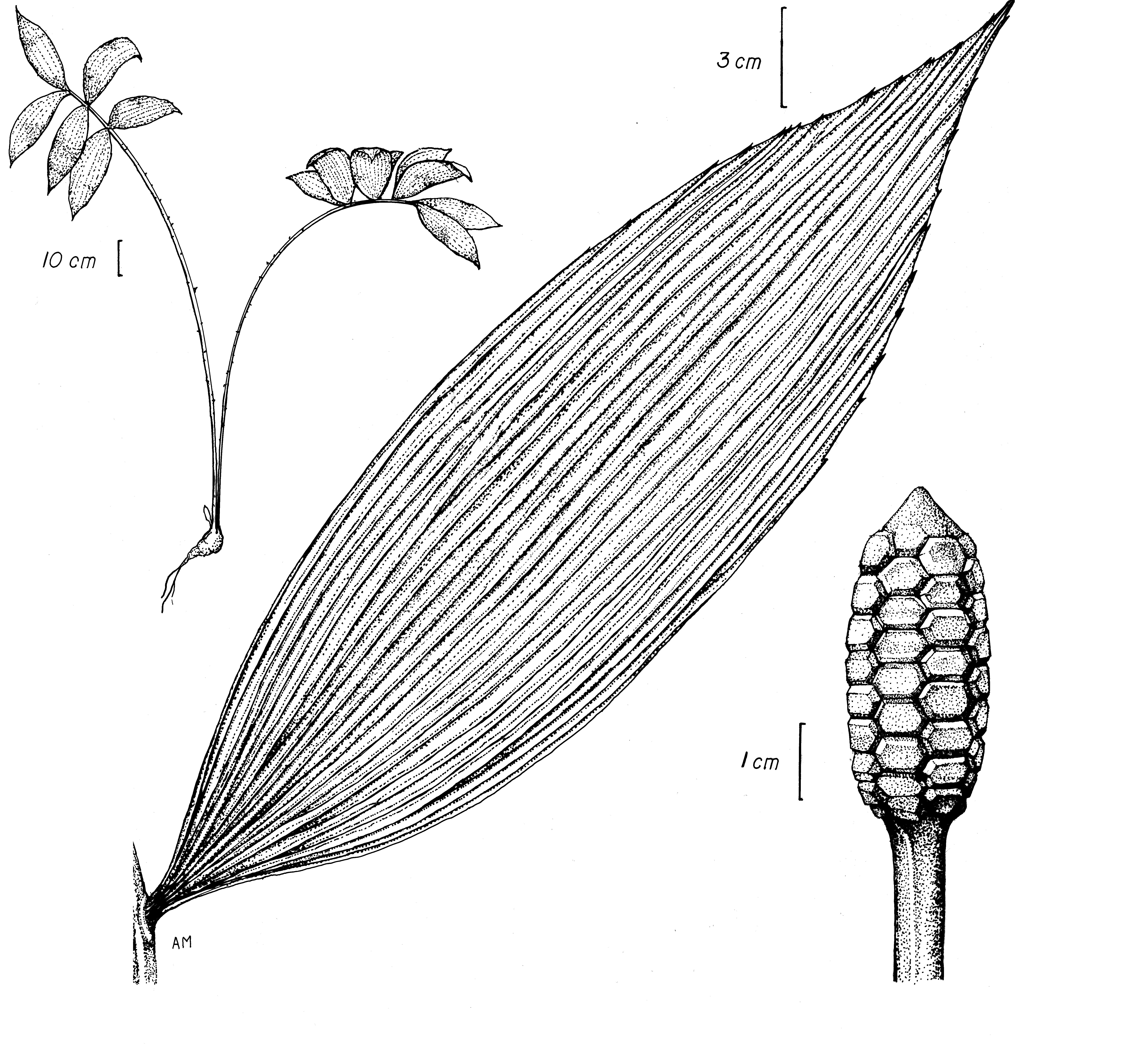 Zamiaceae Zamia dressleri