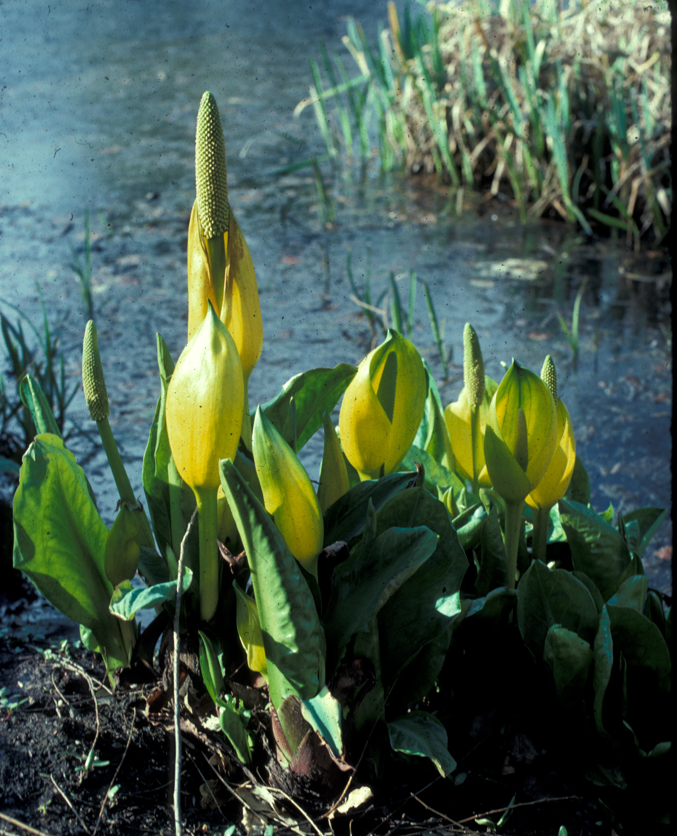 Araceae Lysichiton americana