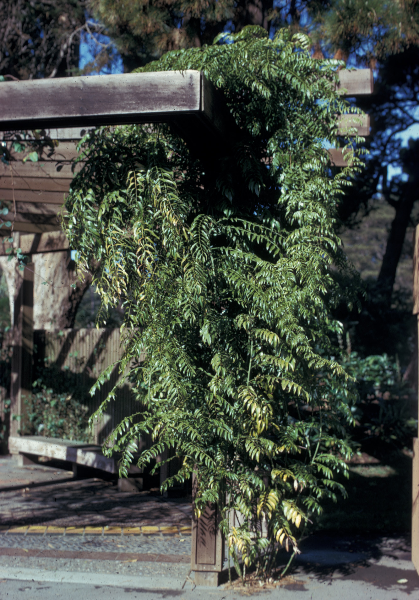 Asparagaceae Semele androgyna