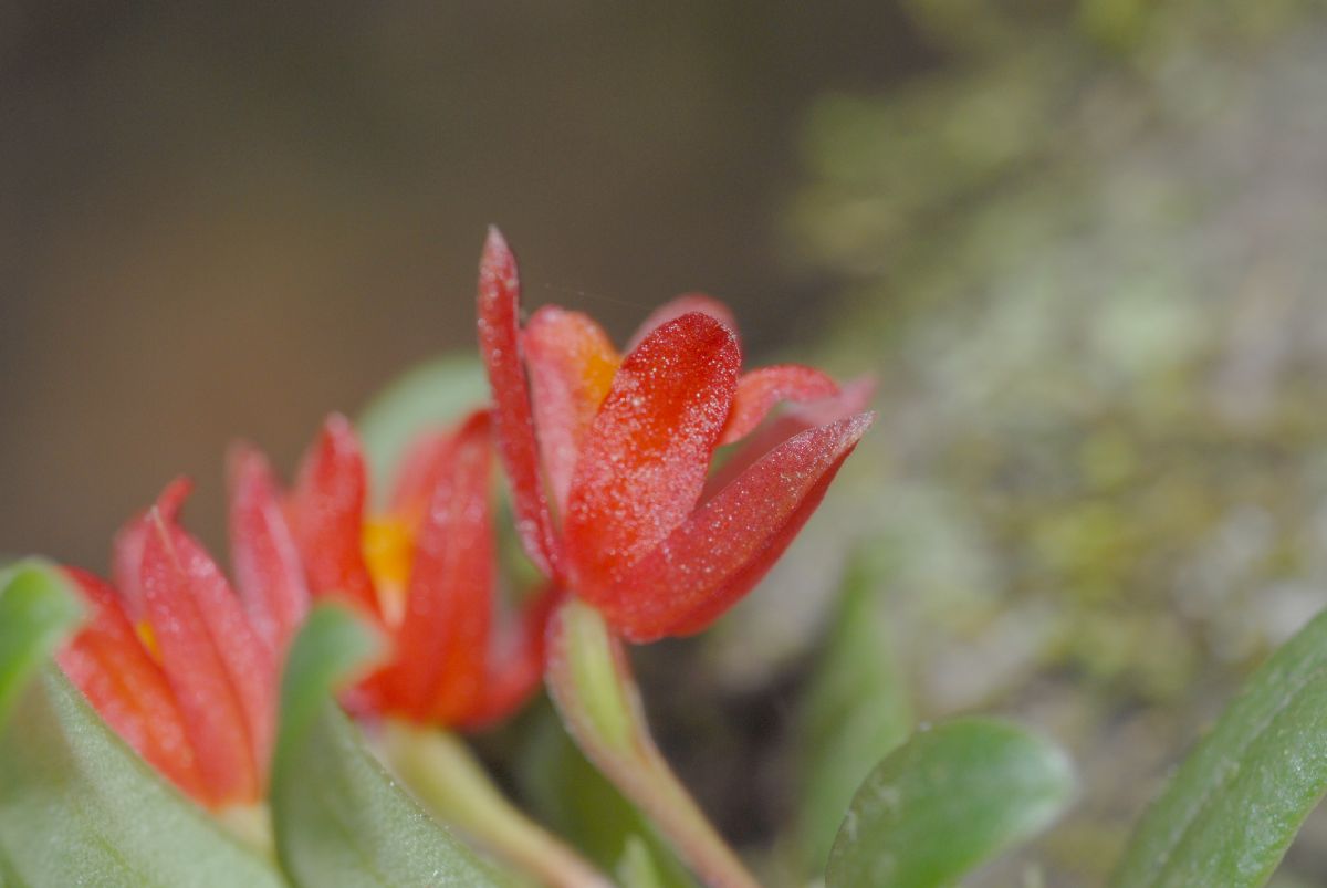 Orchidaceae Fernandezia lanceolata