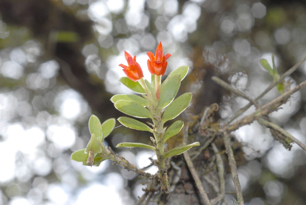 Orchidaceae Fernandezia lanceolata