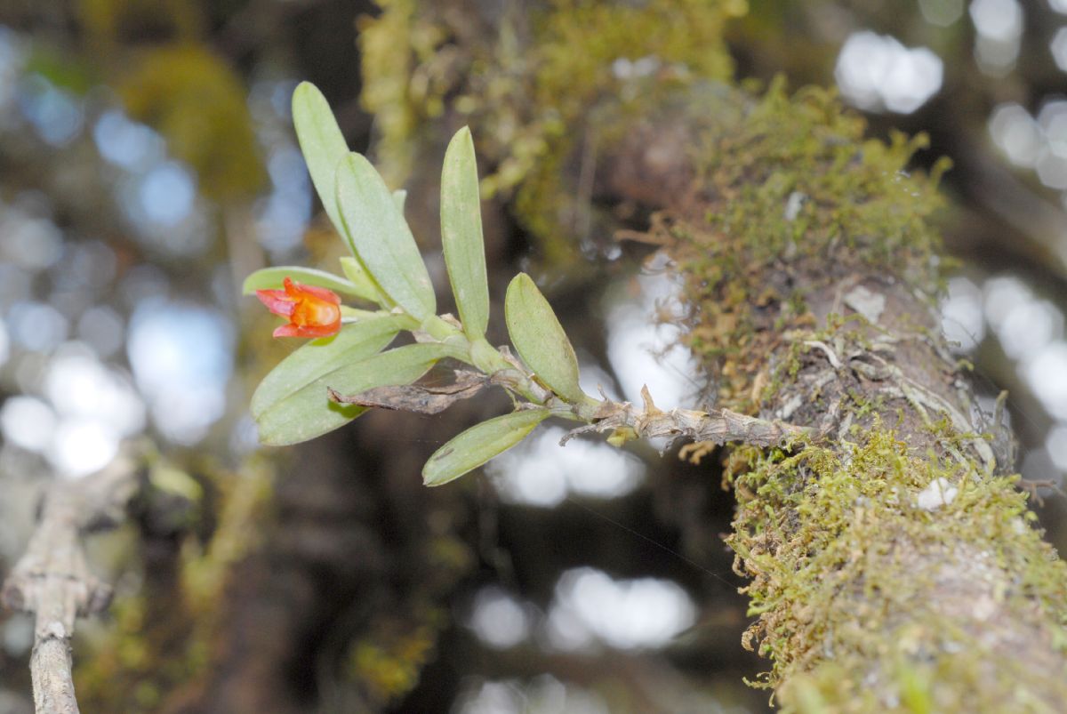 Orchidaceae Fernandezia lanceolata