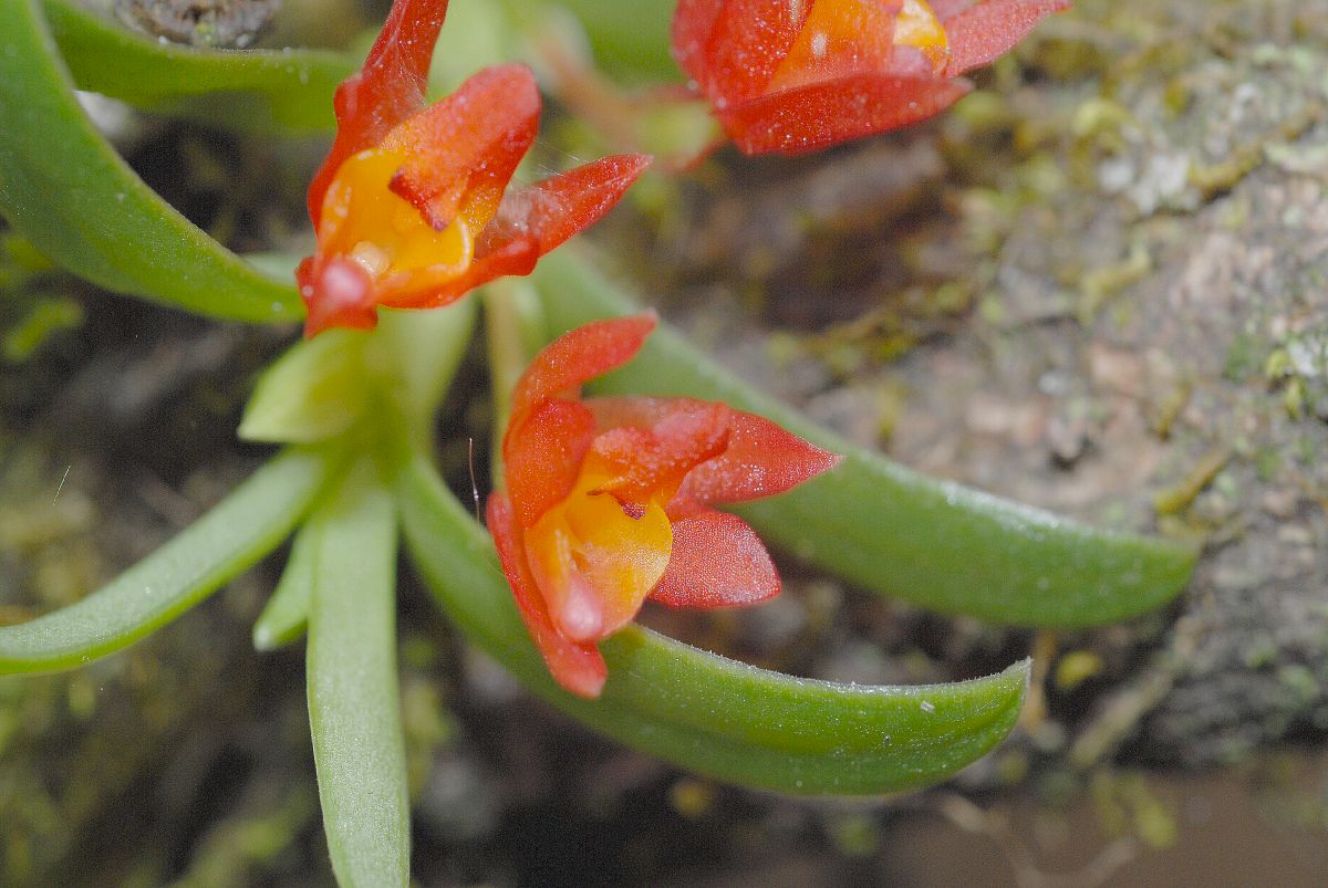 Orchidaceae Fernandezia lanceolata