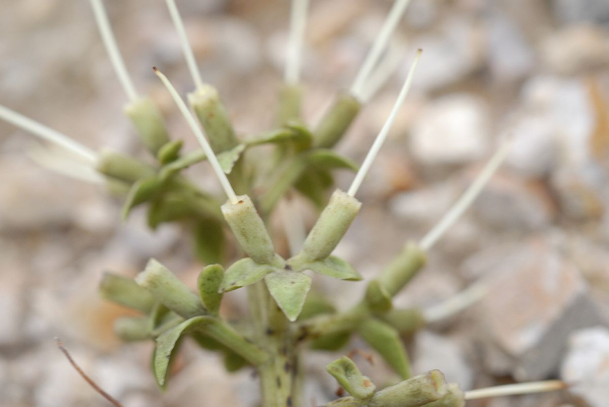 Loranthaceae Gaiadendron punctatum