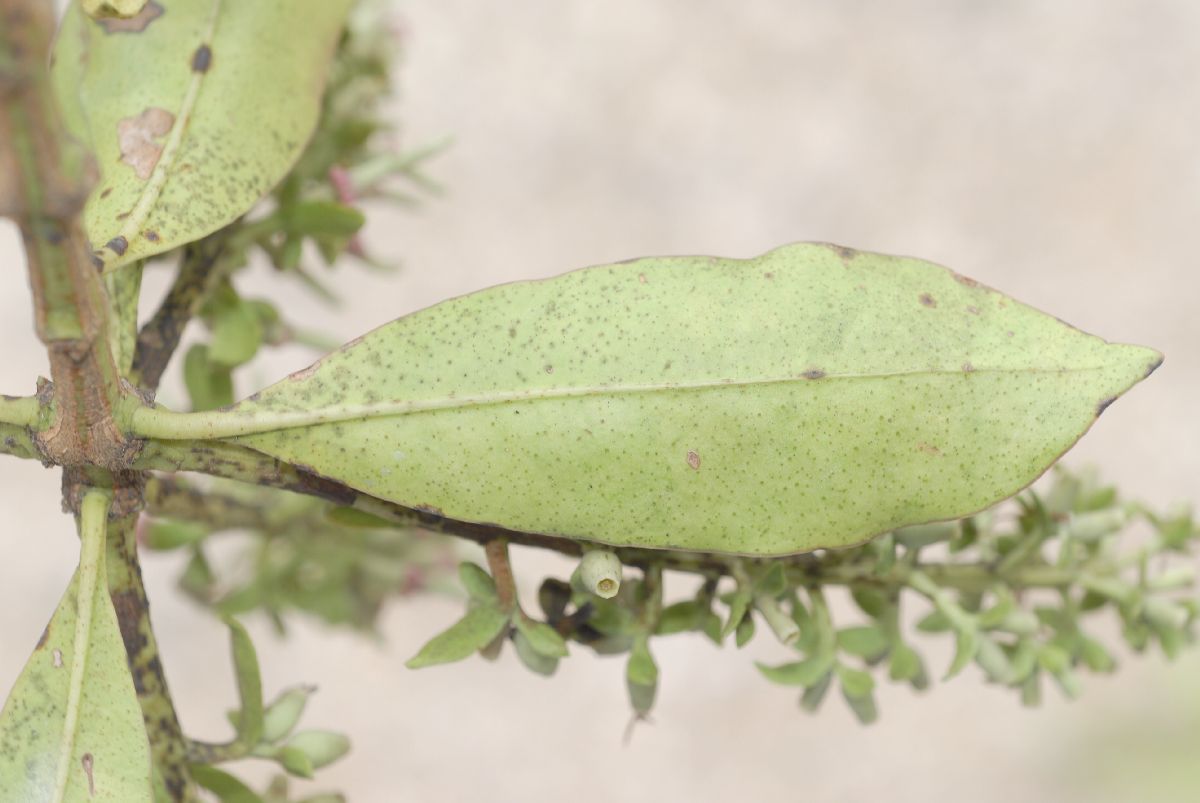 Loranthaceae Gaiadendron punctatum