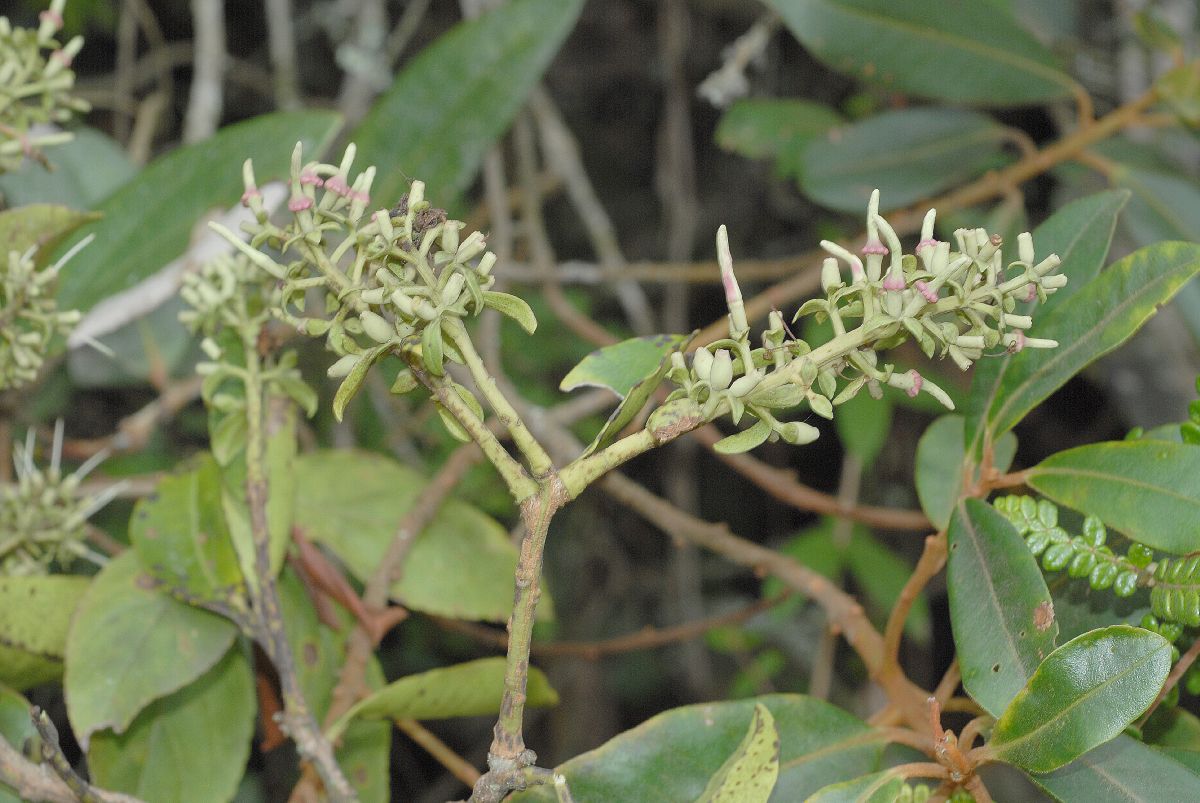 Loranthaceae Gaiadendron punctatum