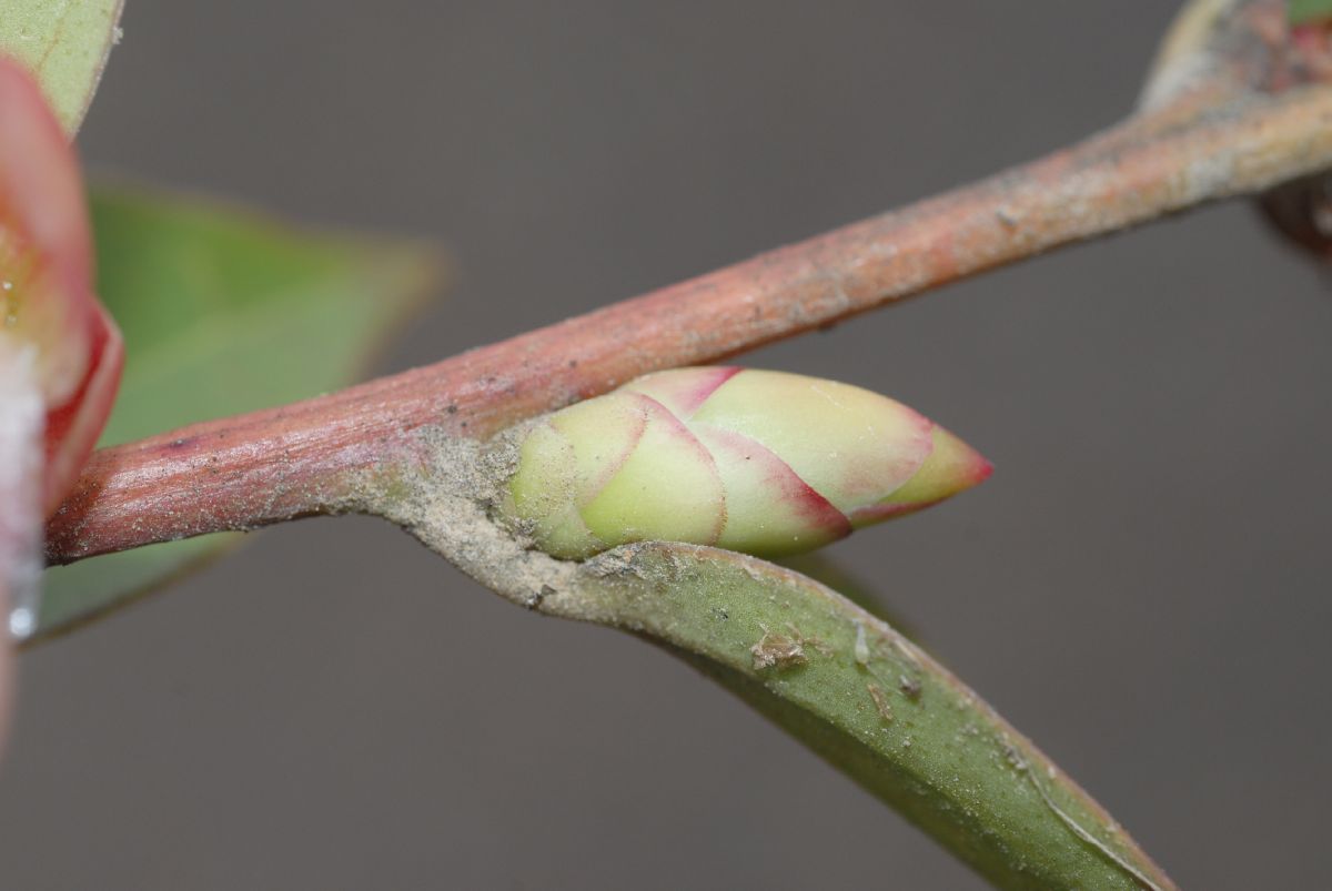 Ericaceae Cavendishia bracteata