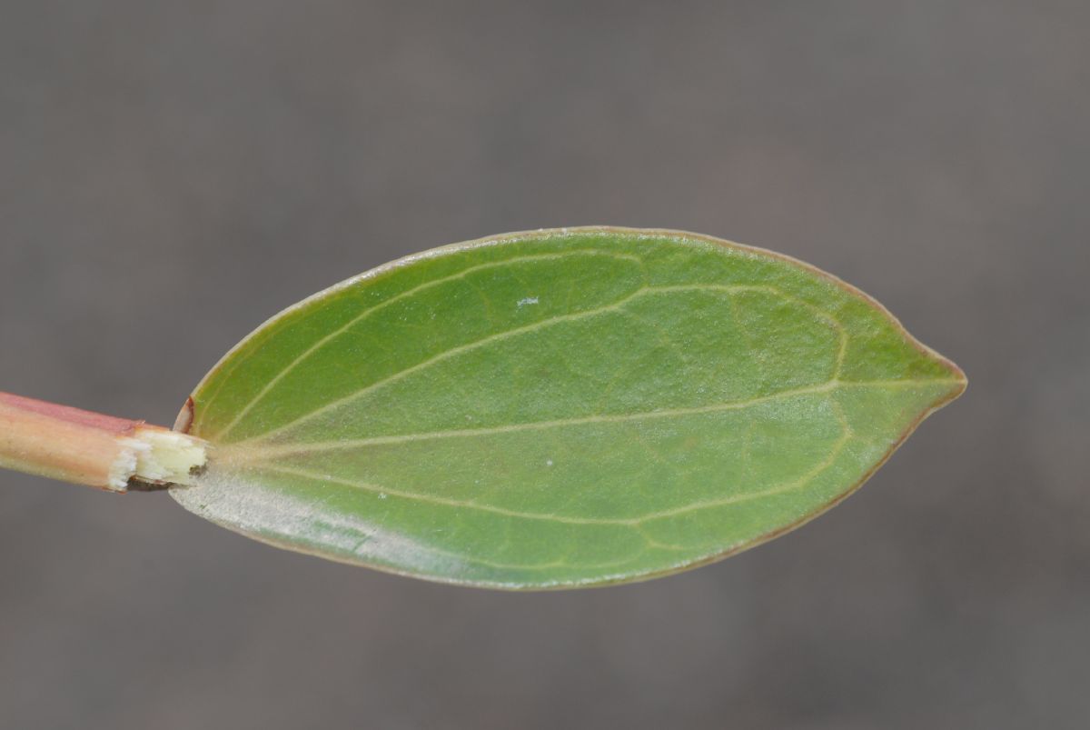 Ericaceae Cavendishia bracteata