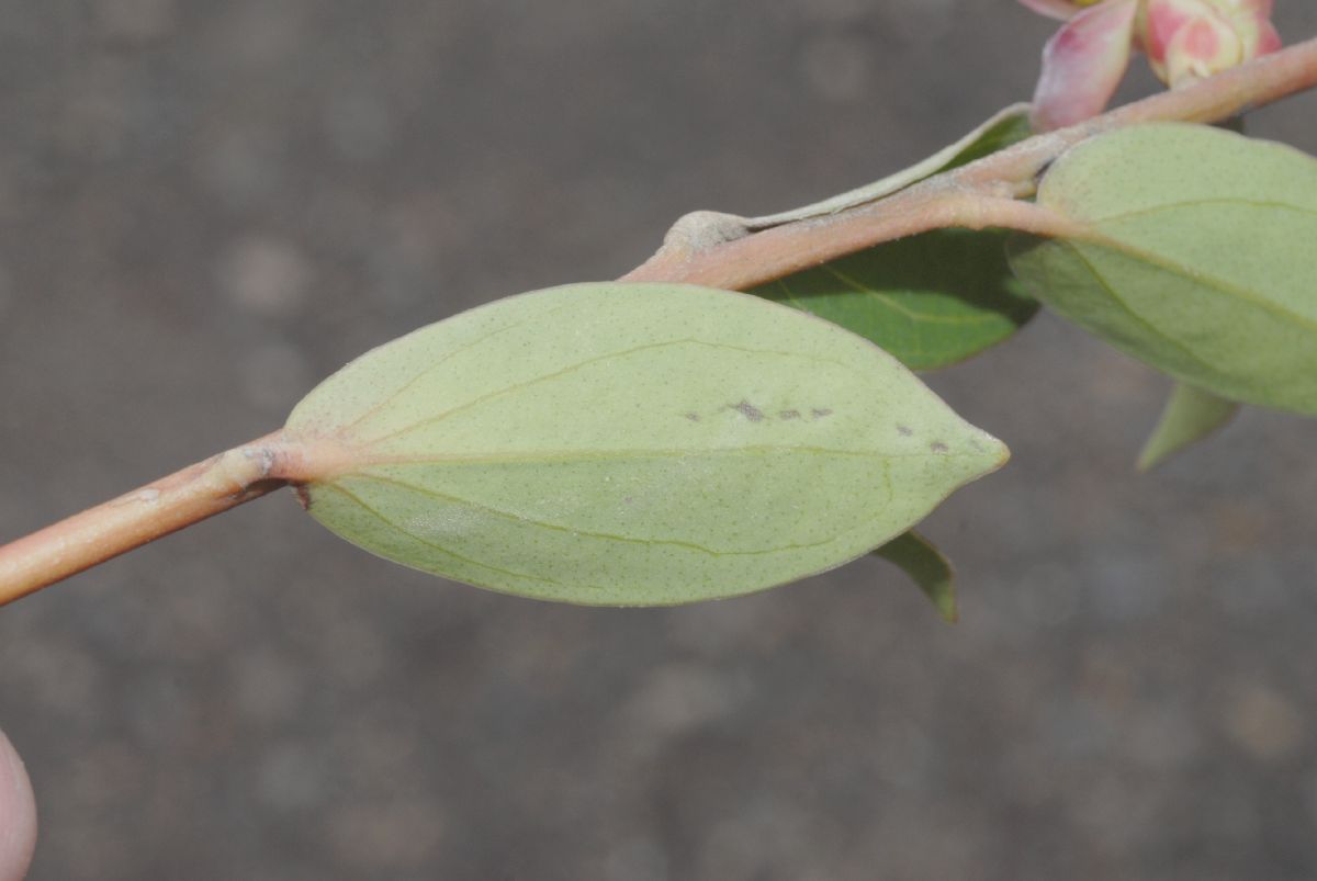 Ericaceae Cavendishia bracteata