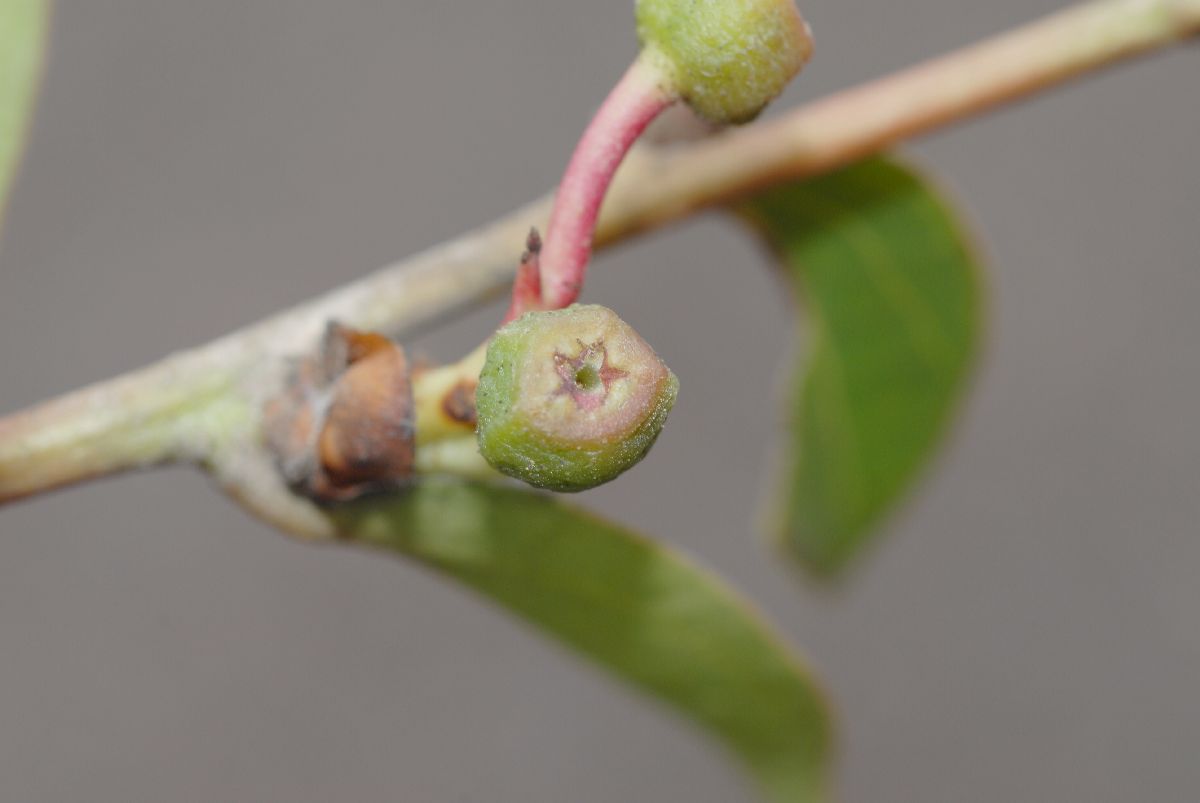 Ericaceae Cavendishia bracteata