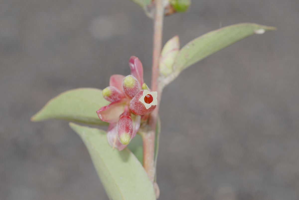 Ericaceae Cavendishia bracteata