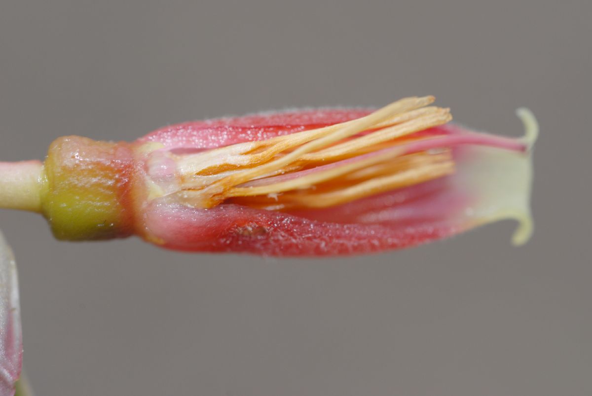 Ericaceae Cavendishia bracteata