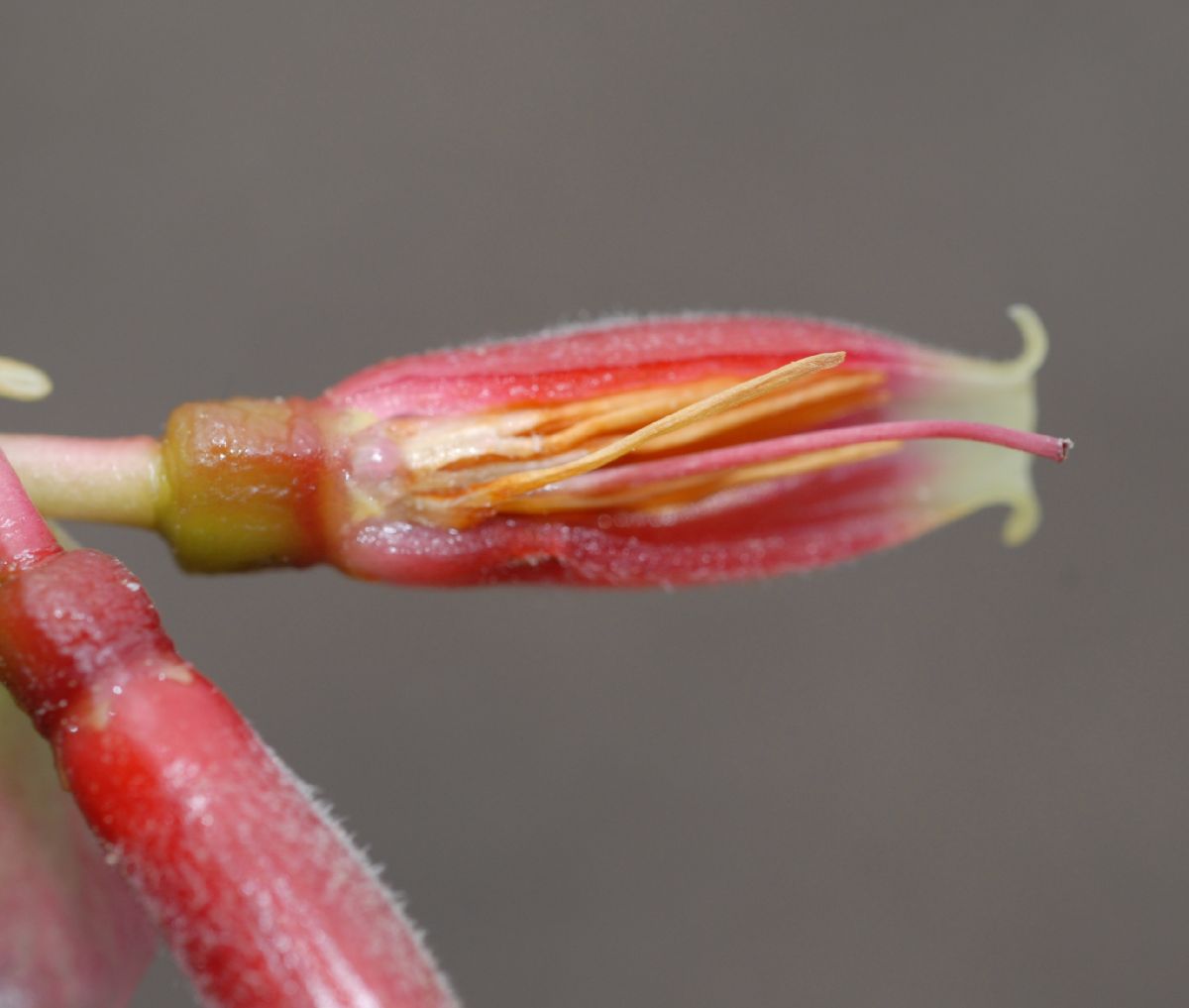 Ericaceae Cavendishia bracteata