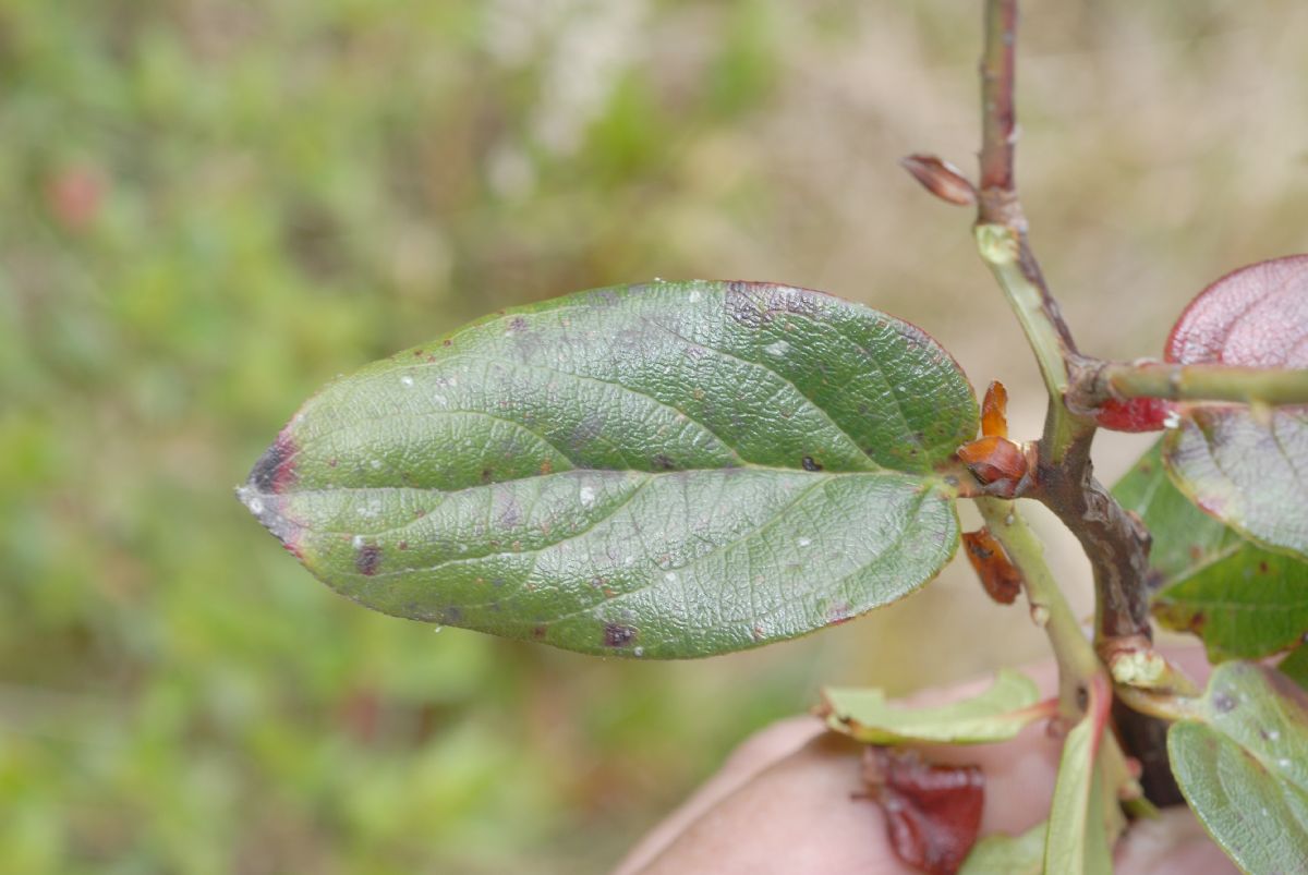 Ericaceae Pernettya prostrata