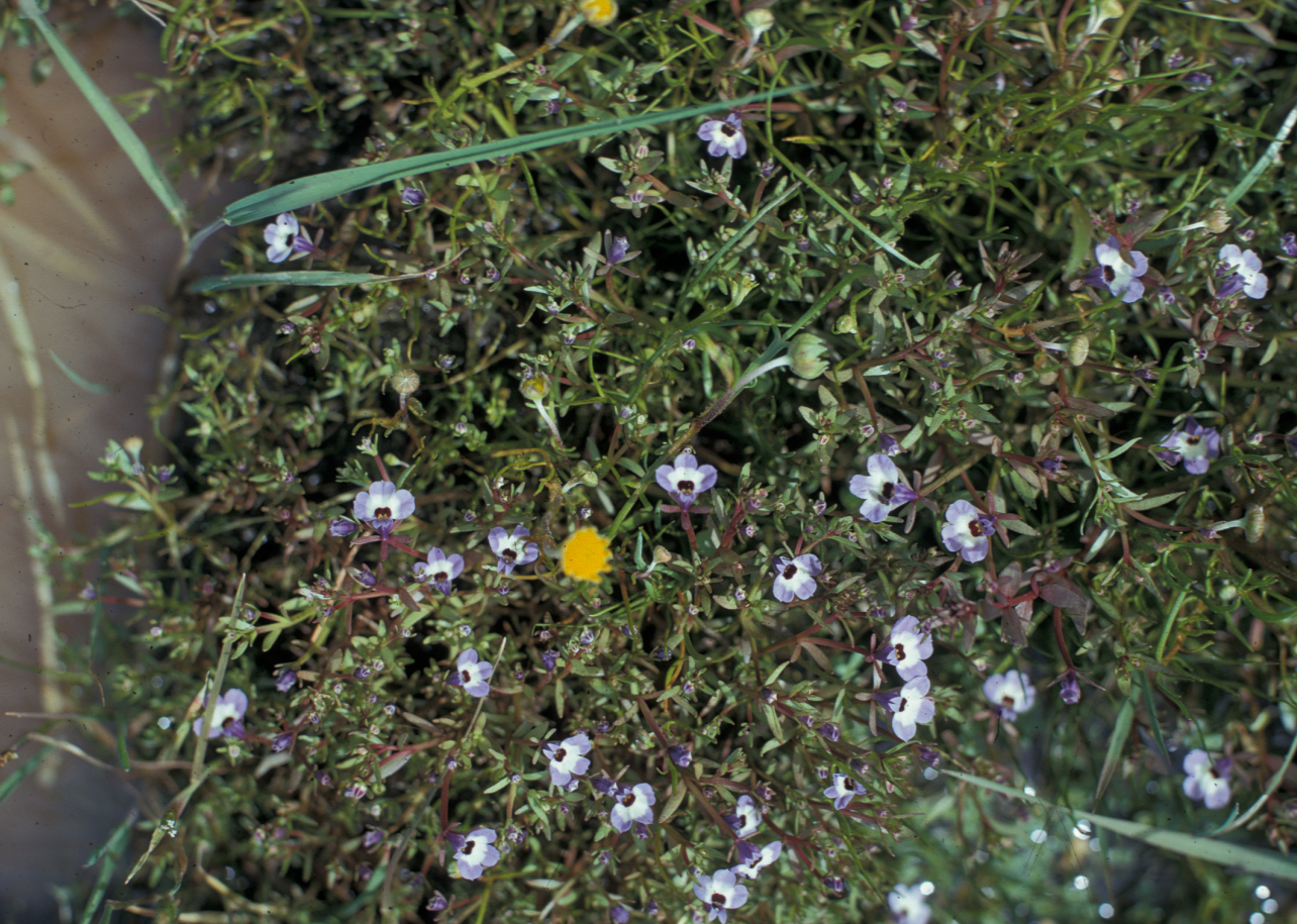 Campanulaceae Downingia 