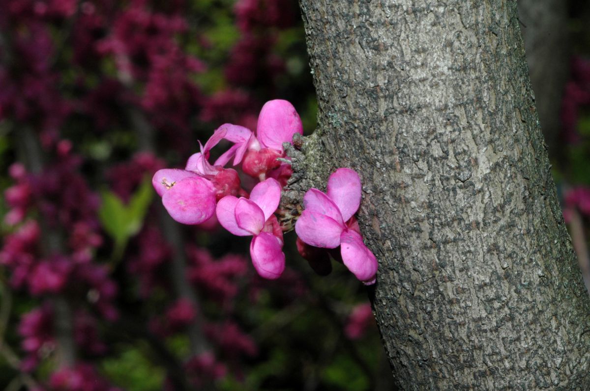 Fabaceae Cercis chinensis