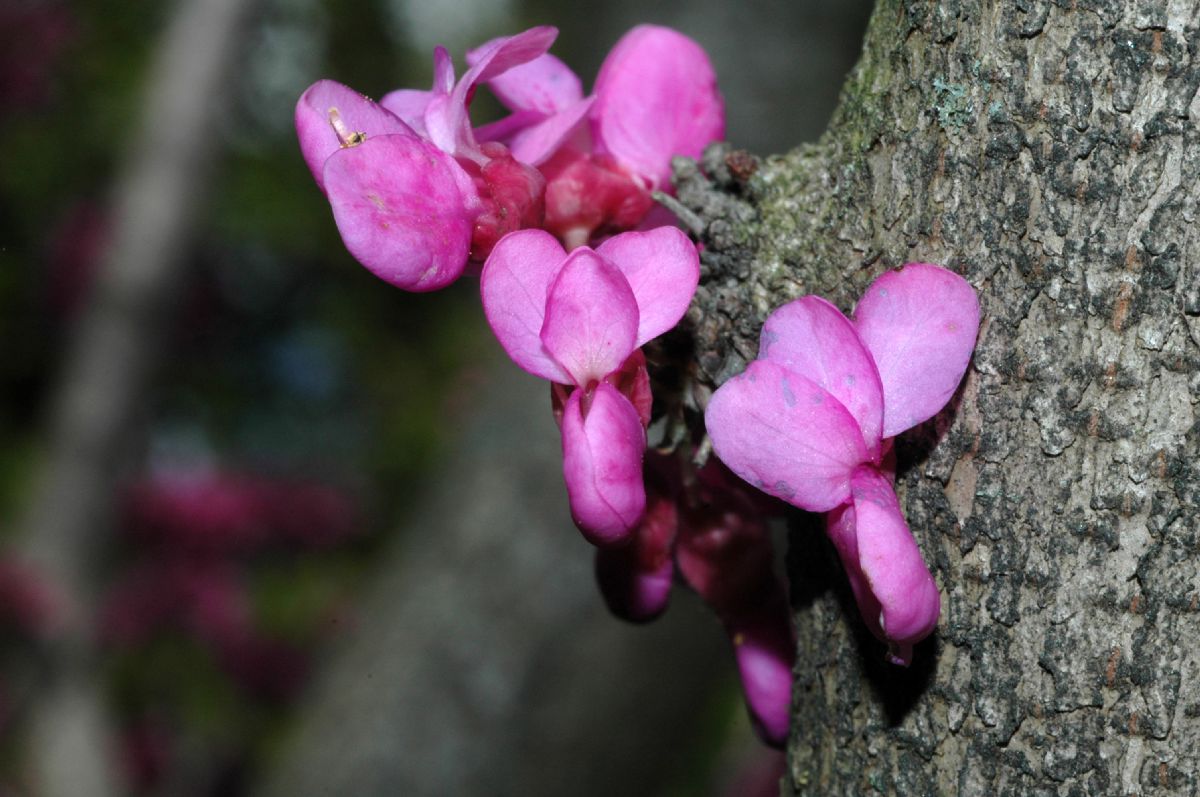 Fabaceae Cercis chinensis