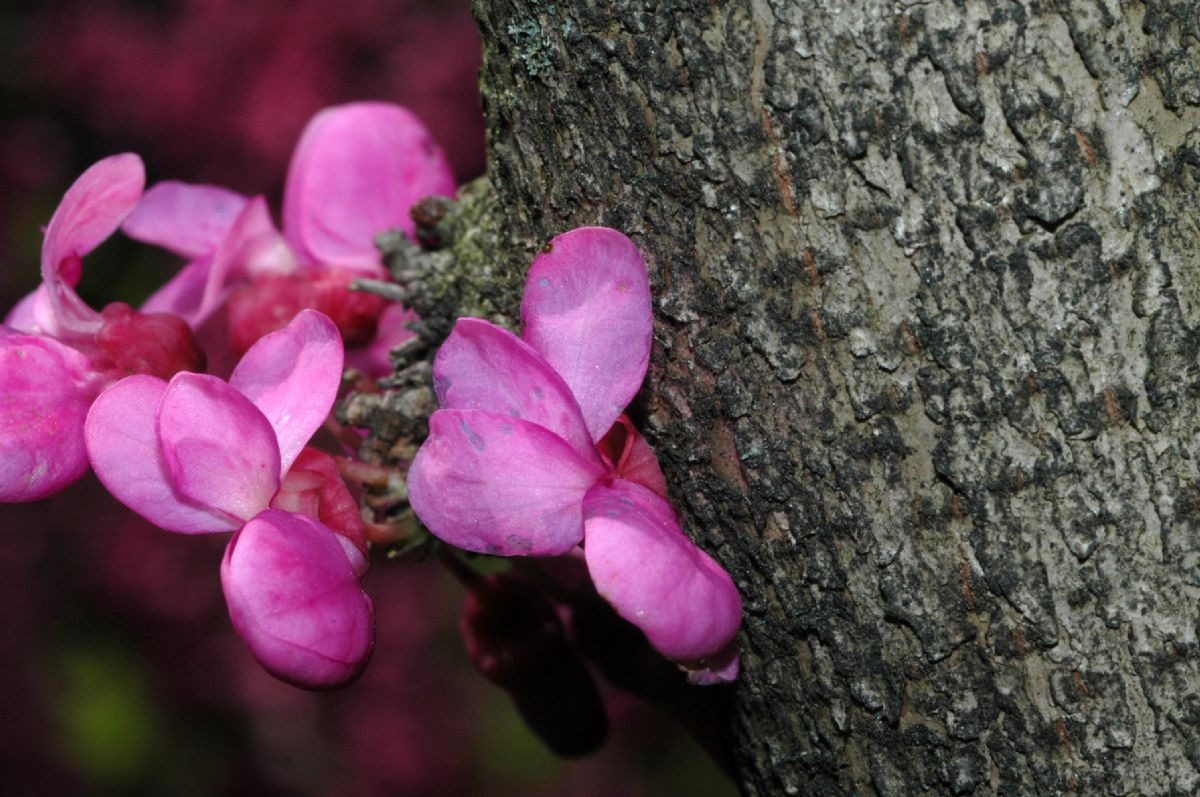 Fabaceae Cercis chinensis