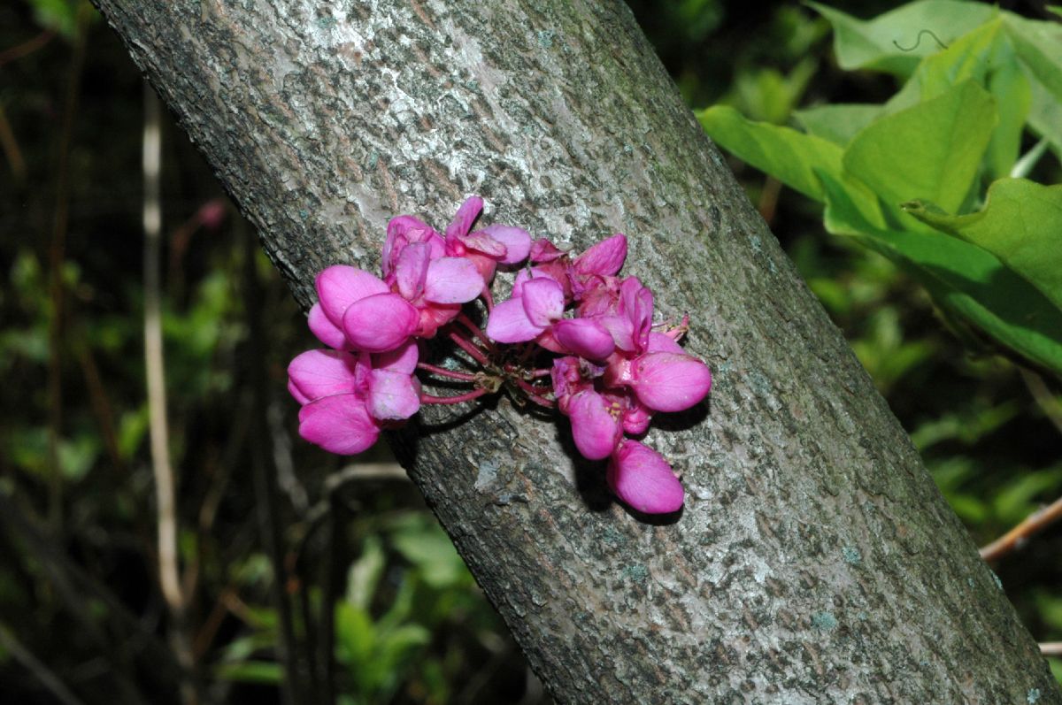 Fabaceae Cercis chinensis