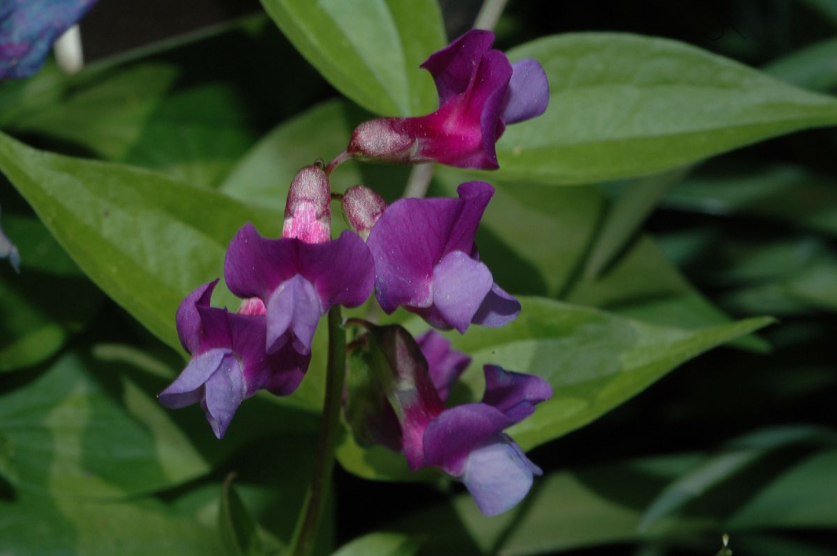 Fabaceae Lathyrus vernus