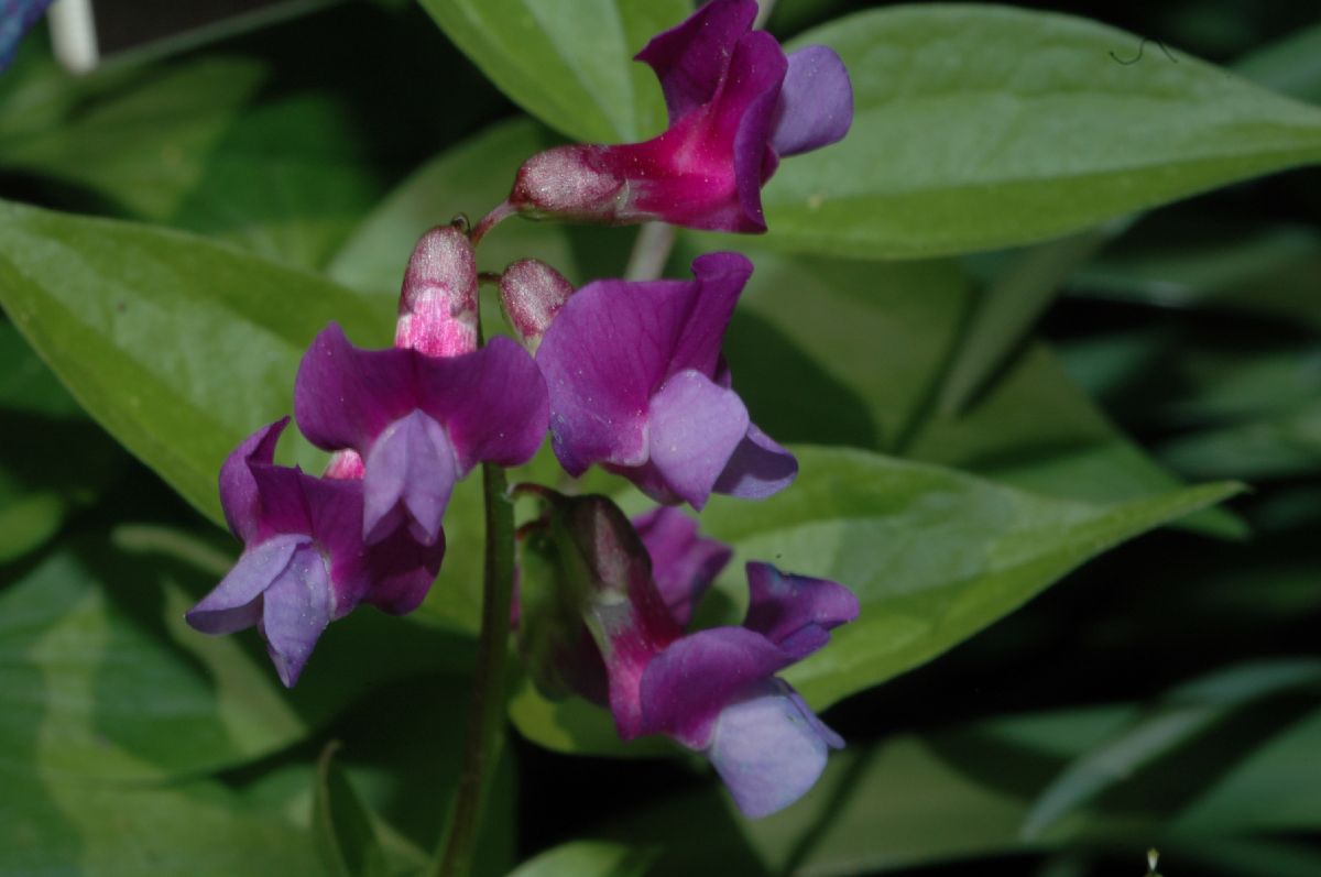 Fabaceae Lathyrus vernus