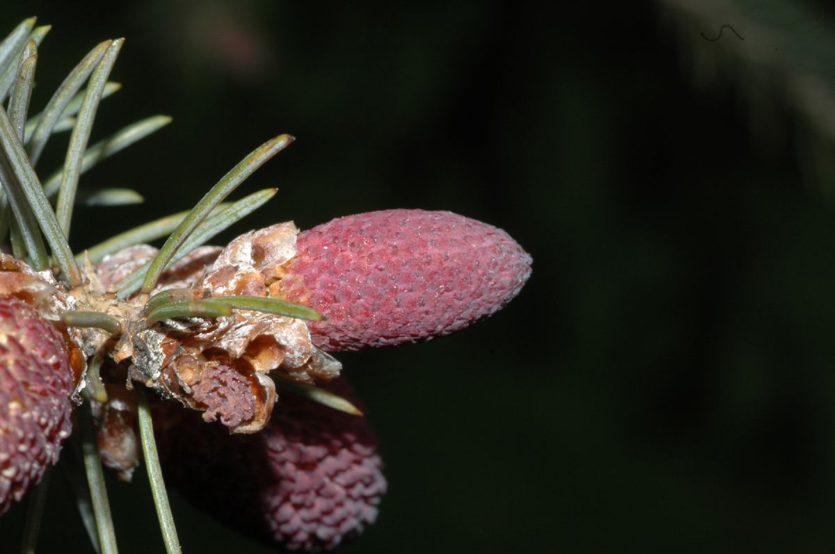 Pinaceae Picea balfouriana