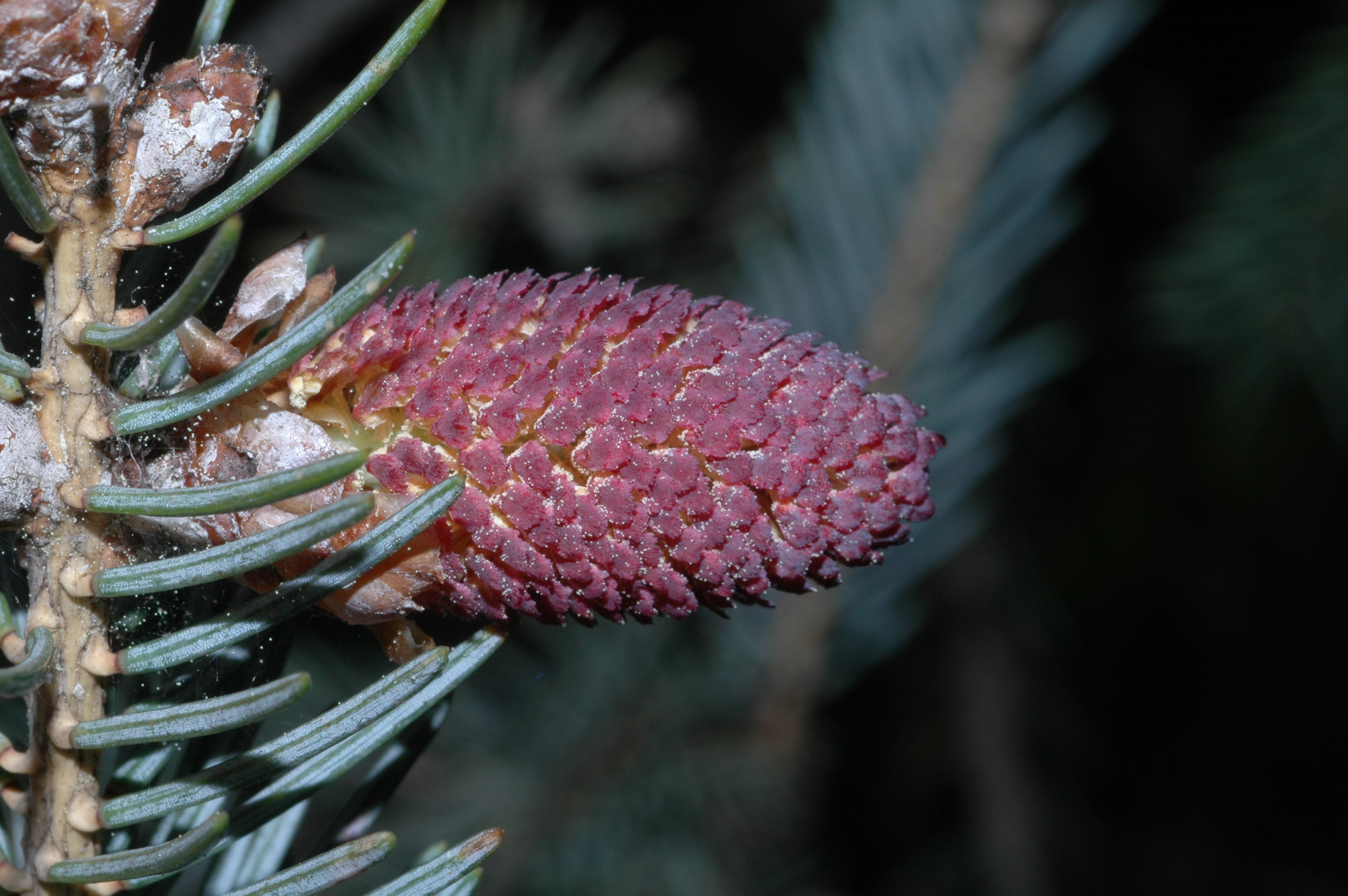 Pinaceae Picea balfouriana