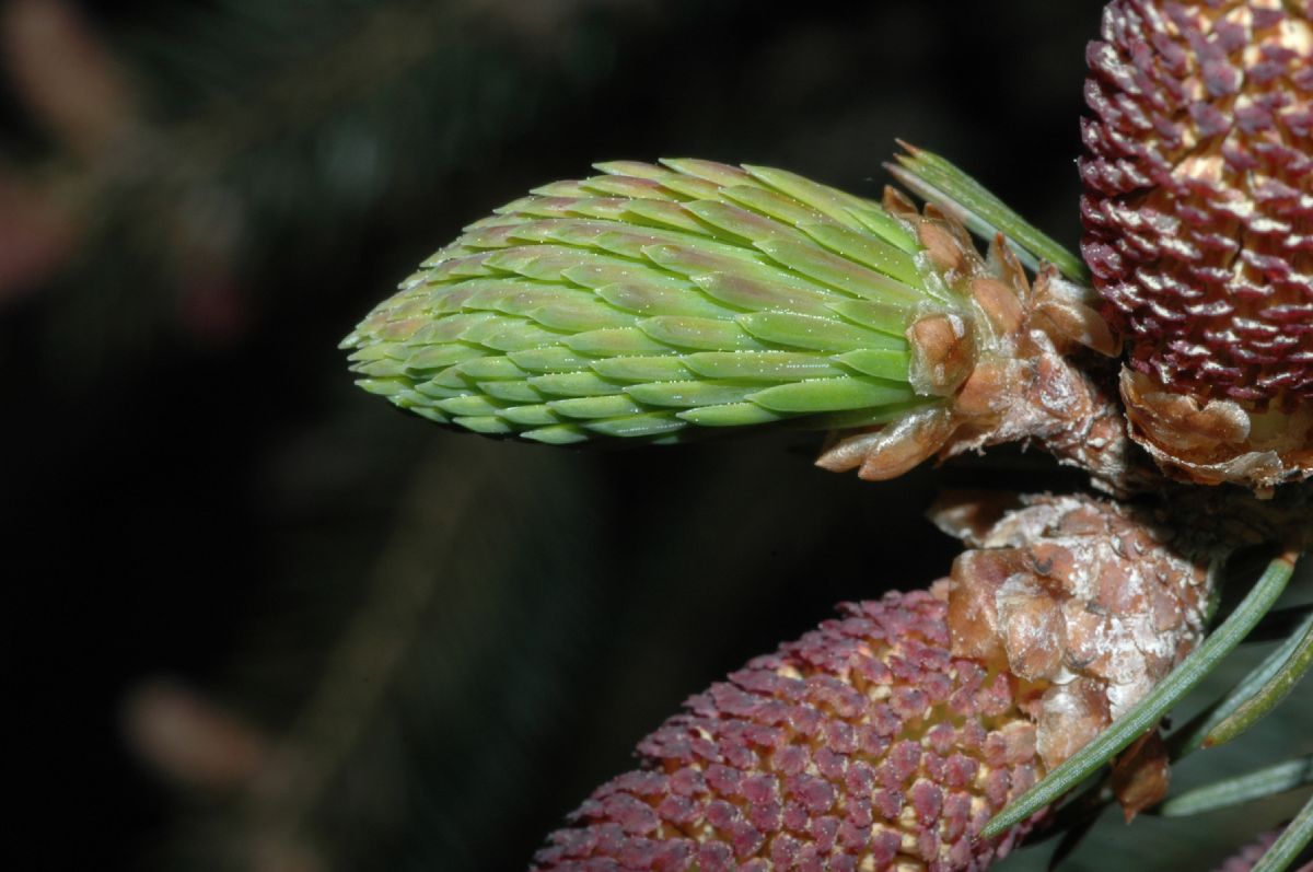 Pinaceae Picea balfouriana