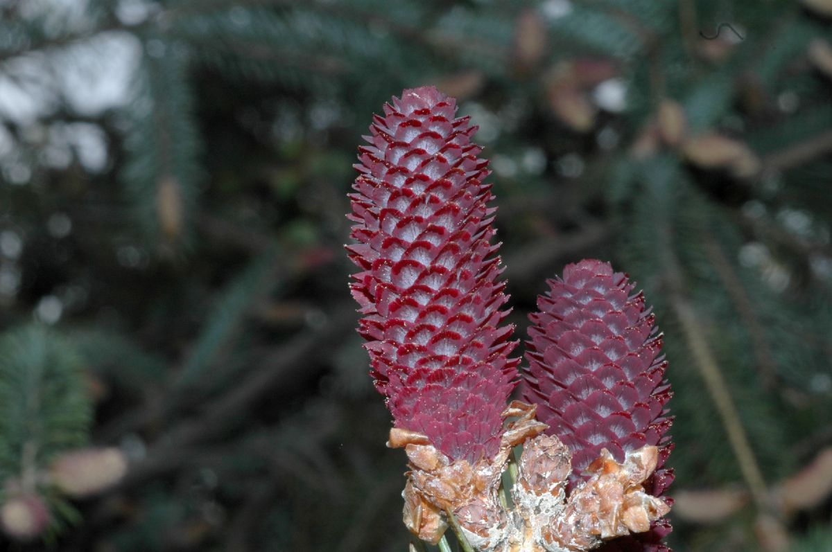 Pinaceae Picea balfouriana